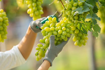 Agriculture